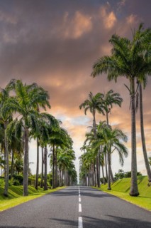The famous palm avenue l'Allee Dumanoir. Landscape shot from the centre of the street into the