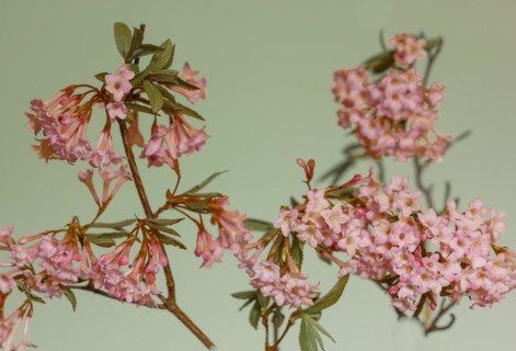 Pink scented snowball (Viburnum farreri) in macro