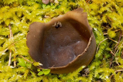 Black and white ribbed cup lobelia cup-shaped brown fruiting body in green moss