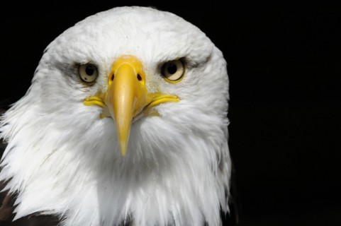 Bald eagle, Haliaeetus leucocephalus, Dominant gaze of a bald eagle into the camera on a black