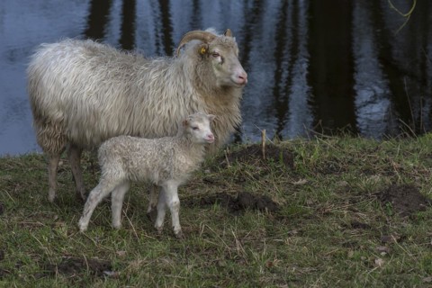 Horned moorland cuckoo (Ovis aries) with its lamb grazing on a pond, Mecklenburg-Western Pomerania,