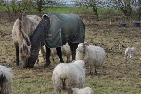 Horses and moorland sheep (Ovis aries) eating hay in the pasture, Mecklenburg-Western Pomerania,