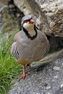 Rock partridge (Alectoris graeca), mountains