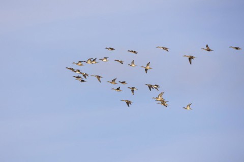 Gadwall (Anas strepera) and wigeon (Anas penelope), small flock in flight, Laanemaa, Estonia,