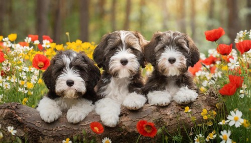 KI generated, animal, animals, mammal, mammals, one, single animal, bobtail, (Canis lupus