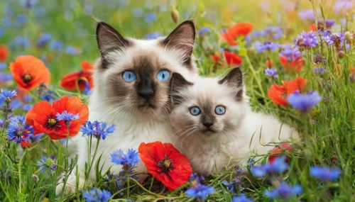 KI generated, animal, animals, mammal, mammals, cat, felidae (Felis catus), a cat and a kitten