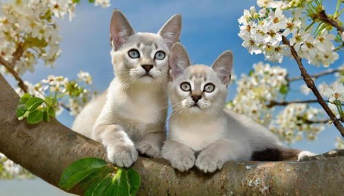 KI generated, animal, animals, mammal, mammals, cat, felidae (Felis catus), two kittens resting in