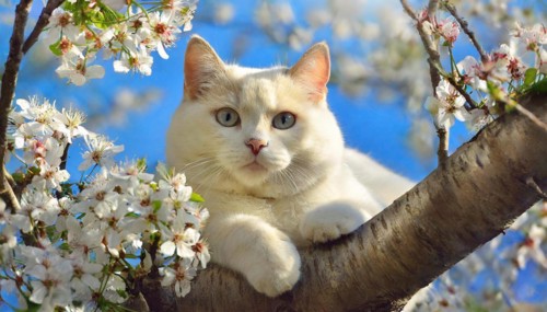 Ai generated, animal, animals, mammal, mammals, cat, cats, Maine-Coon-Cat, Main, Coon, Felis