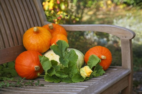 Pumpkins (Cucurbita), Hokkaido pumpkins on wooden bench, round orange-red pumpkins, pumpkin