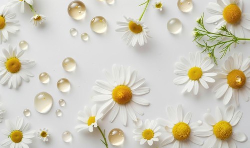 Chamomile essential oil droplets on chamomile flowers, nature beauty background AI generated