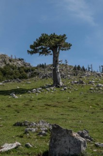 Pollino national park, Pinus heldreichii, italy