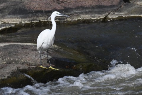 Cattle Egret Cattle Egret (Bubulcus ibis), Mziki Private Game Reserve, North West Province, South