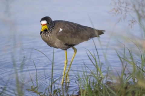 African wattled lapwing (Vanellus senegallus), Mziki Private Game Reserve, North West Province,