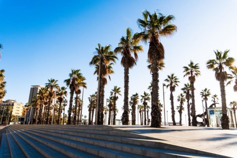 Promenade at the old harbour with palm trees in Barcelona, Spain, Europe