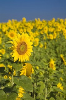 Yellow Helianthus annuus, Sunflowers in field in summer, Quebec, Canada, North America