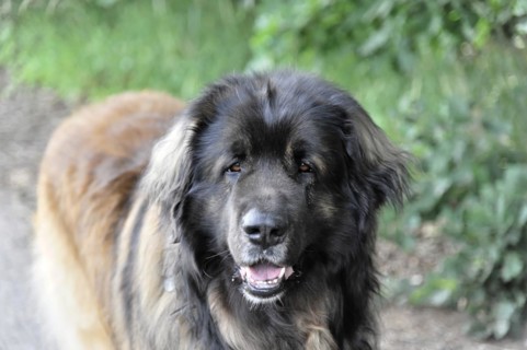 Leonberger dog, A black dog with brown markings sits in the grass, Leonberger dog, Schwaebisch