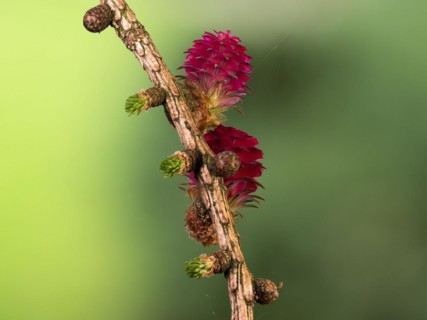 Larch (Larix decidua), female flowers on a larch branch, North Rhine-Westphalia, Germany, Europe