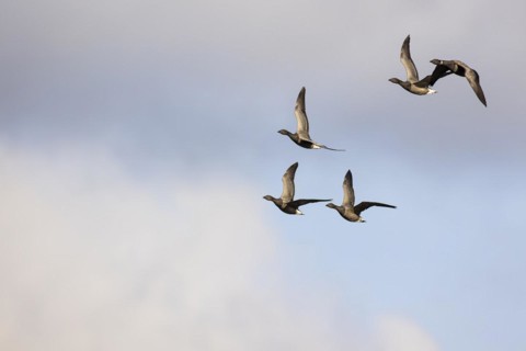 Brant goose (Branta bernicla), small flock in flight, Laanemaa, Estonia, Europe