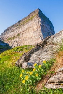 Golden root (Rhodiola rosea) in bloom by a mountain peak, Traena, Sanna, Nordland fylke, Norway,
