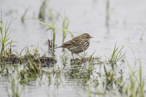 Raps (Anthus pratensis), Lower Saxony, Germany, Europe