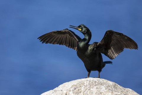 Common shag (Phalacrocorax aristotelis) drying its feathers, Hornoya Island, Vardo, Varanger,