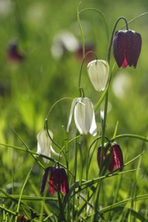 Enchanting chequerboard flowers, April, Germany, Europe