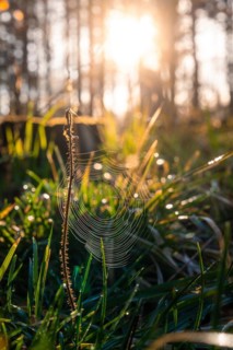 A spider's web covered with dew glistens in the backlight of the sunset in the forest, Gechingen,