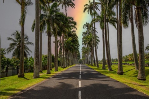 The famous palm avenue l'Allee Dumanoir. Landscape shot from the centre of the street into the