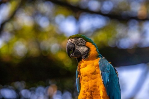 Portrait of a parrot. Beautiful shot of the animals in the forest on Guadeloupe, Caribbean, French