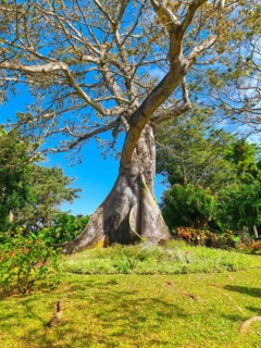 Jardin Botaniqu de Deshaies, botanical garden with flora and fauna in Guadeloupe, Caribbean, French