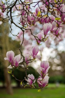 Close-up of pink tulip magnolia flowers (Magnolia x soulangiana) in springtime, Dessau, Germany,