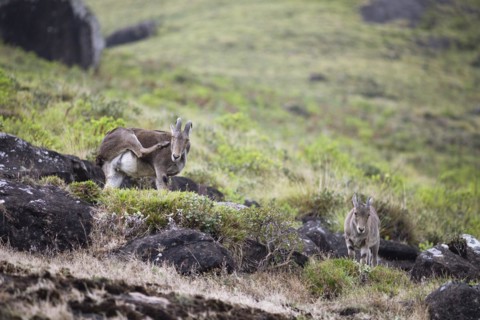 Nilgiri tahr (Nilgiritragus hylocrius, until 2005 Hemitragus hylocrius) or endemic goat species in
