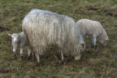 Horned moorland sheep (Ovis aries) with their lambs on the pasture, Mecklenburg-Western Pomerania,