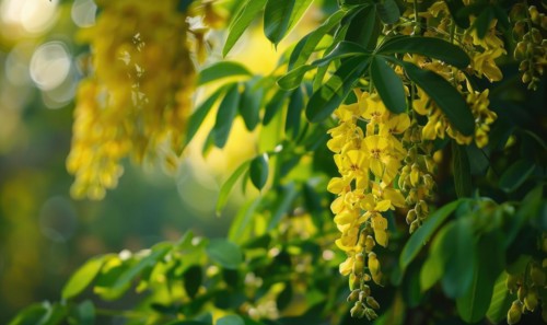 Laburnum flowers contrasting against green foliage AI generated