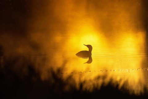 Red-throated loon (Gavia stellata) in a sunspot on a misty lake in morning light