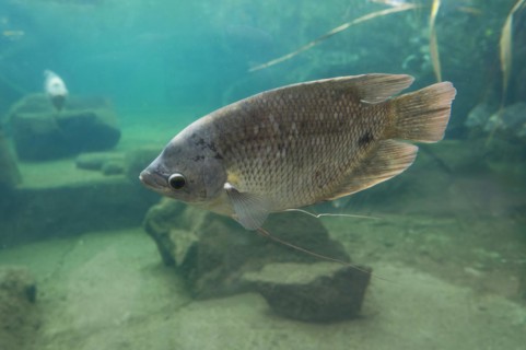 Giant gourami (Osphronemus goramy), occurring in Southeast Asia, captive