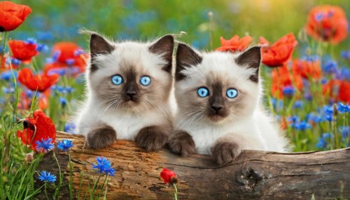 KI generated, animal, animals, mammal, mammals, cat, felidae (Felis catus), two kittens lying in a