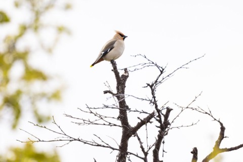 Bohemian waxwing (Bombycilla garrulus) sitting on branch tip, Varanger, Finnmark, Norway, Europe