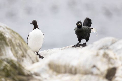 Common guillemot (Uria aalge) and shag (Phalacrocorax aristotelis) defecating, Hornoya Island,