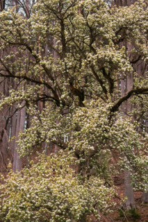 A flowering pear tree (Pyrus communis) in the forest, Neubeuern, Germany, Europe