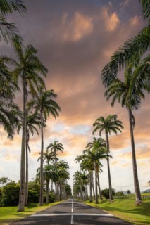 The famous palm avenue l'Allee Dumanoir. Landscape shot from the centre of the street into the