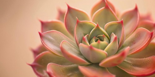 Close up of beautiful Echeveria succulent plant. KI generiert, generiert, AI generated