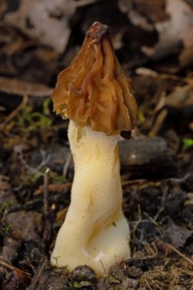 Cap morel Fruit bodies with light brown weblike caps and whitish stalk in soil in front of brown