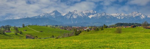 Common dandelion (Taraxacum sect. Ruderalia) in spring, meadow near Rieden am Forggensee,