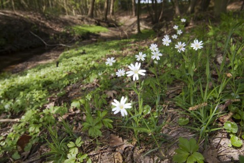 Greater stitchwort (Stellaria holostea) Group of chickweed along a stream, North Rhine-Westphalia,