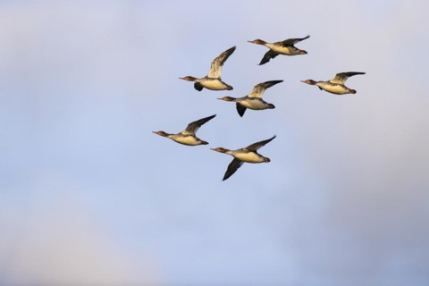 Red-breasted Merganser (Mergus serrator), small flock in flight, Laanemaa, Estonia, Europe
