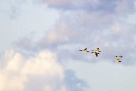 Red-breasted Merganser (Mergus serrator), small flock in flight, Laanemaa, Estonia, Europe