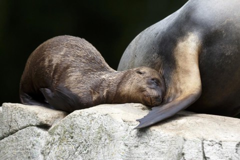 California sea lion (Zalophus californianus), An adult sea lion and a juvenile showing love and