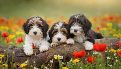 KI generated, animal, animals, mammal, mammals, one, single animal, bobtail, (Canis lupus