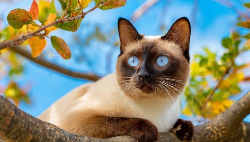 AI generated, animal, animals, mammal, mammals, cat, felidae (Felis catus), a cat resting on a tree